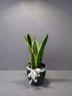 ESPADA-DE-SANTA-BÁRBARA (Dracaena trifasciata 'Laurentii')