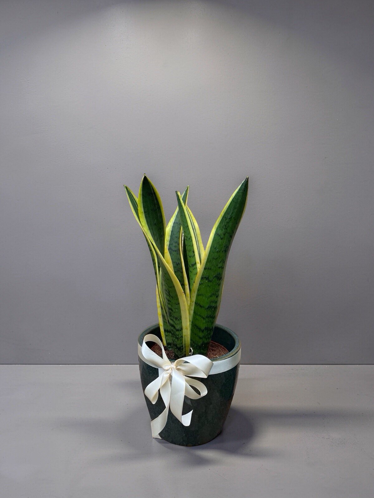 ESPADA-DE-SANTA-BÁRBARA (Dracaena trifasciata 'Laurentii')