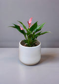 ANTHURIUM LILLI