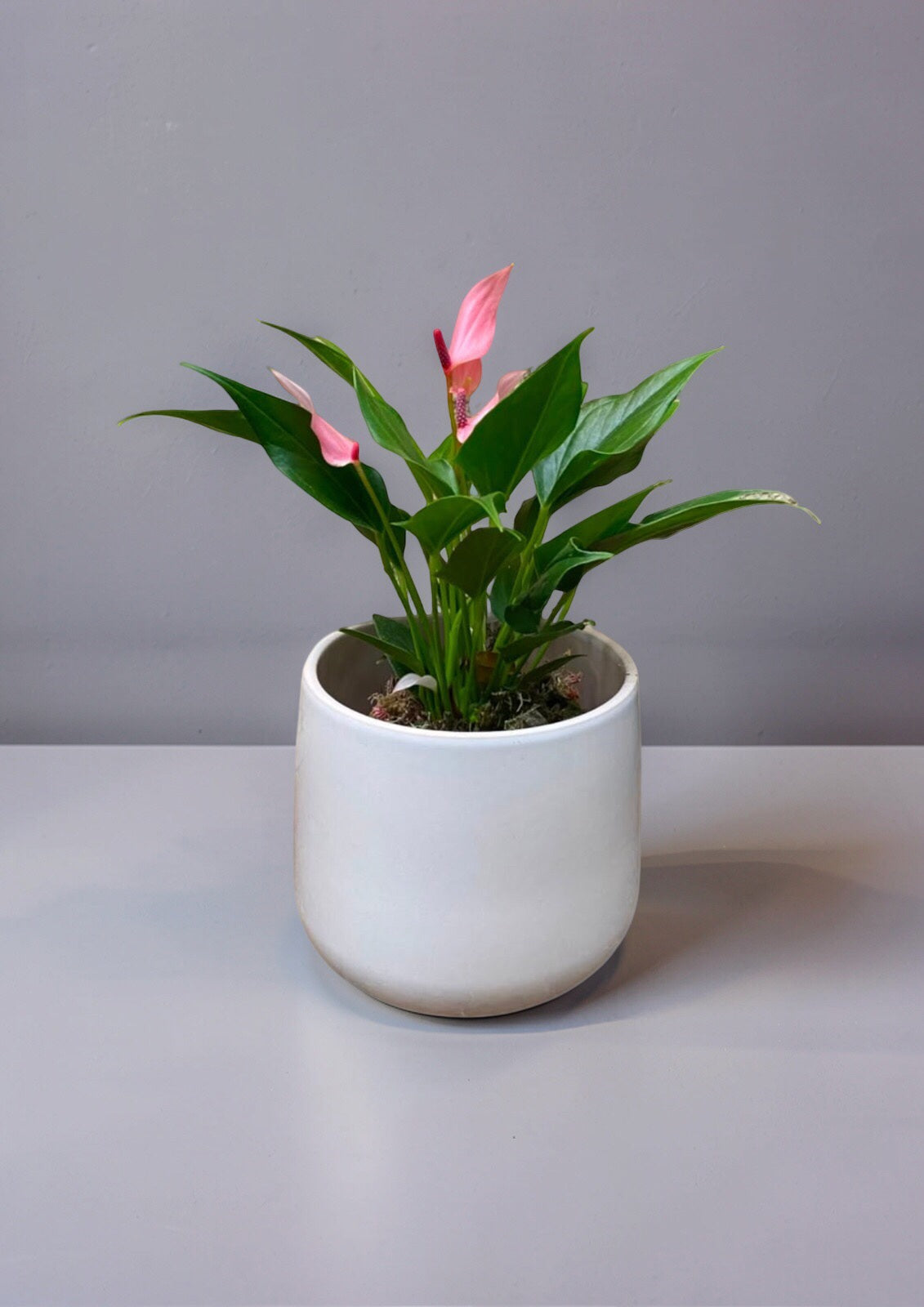 ANTHURIUM LILLI