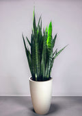 ESPADA S. JORGE - SANSEVIERIA ZEYLANICA