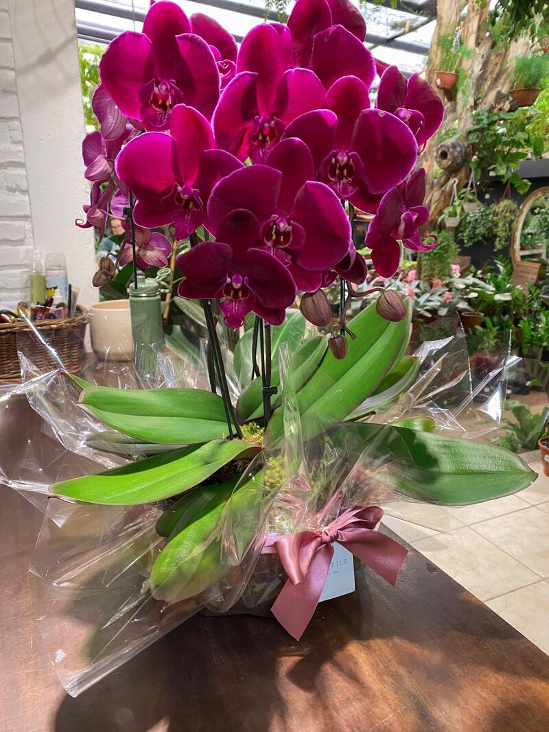 Orquídea rara em vaso exclusivo